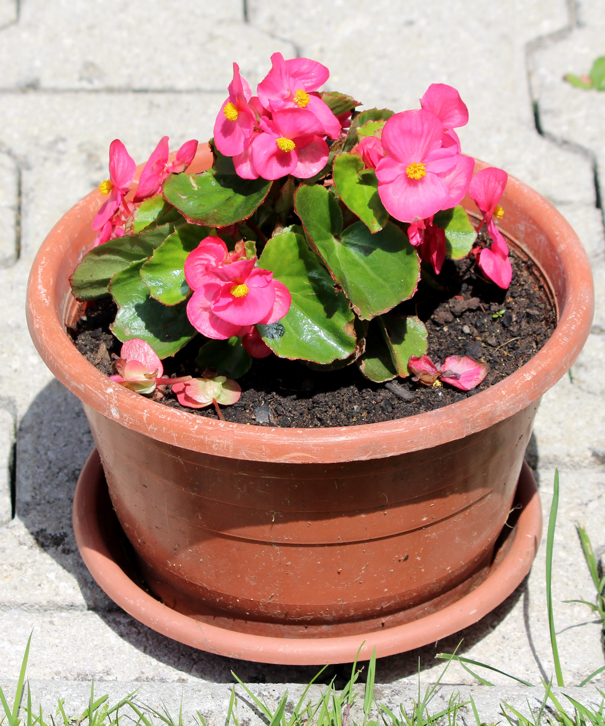 How to grow begonias in pots 5 expert tips Homes and Gardens