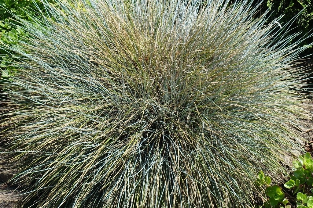 Ornamental Grass Dying In Middle Reasons For Centers Dying In