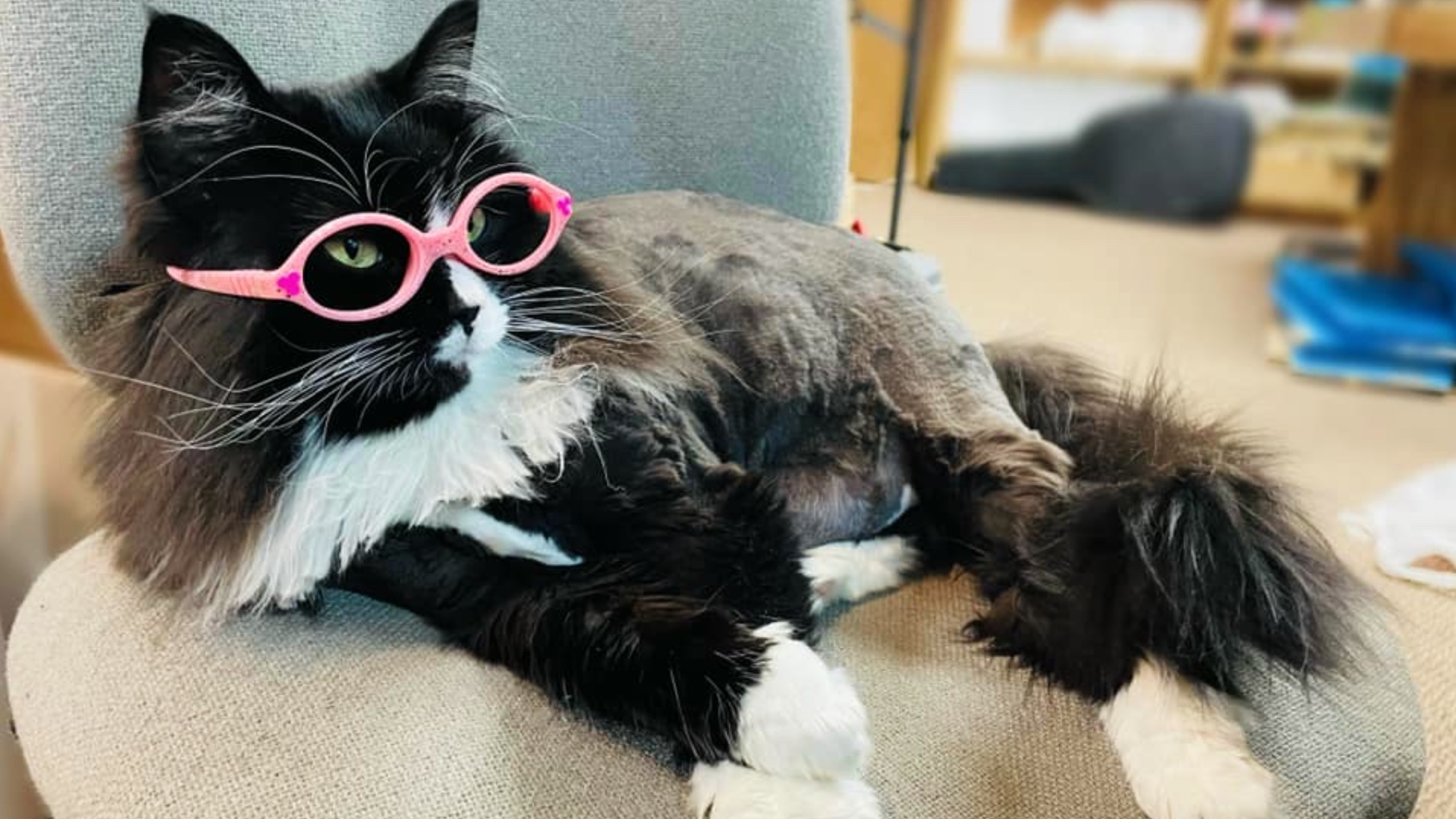 Truffles the cat is on a mission to help kids rock their glasses with
