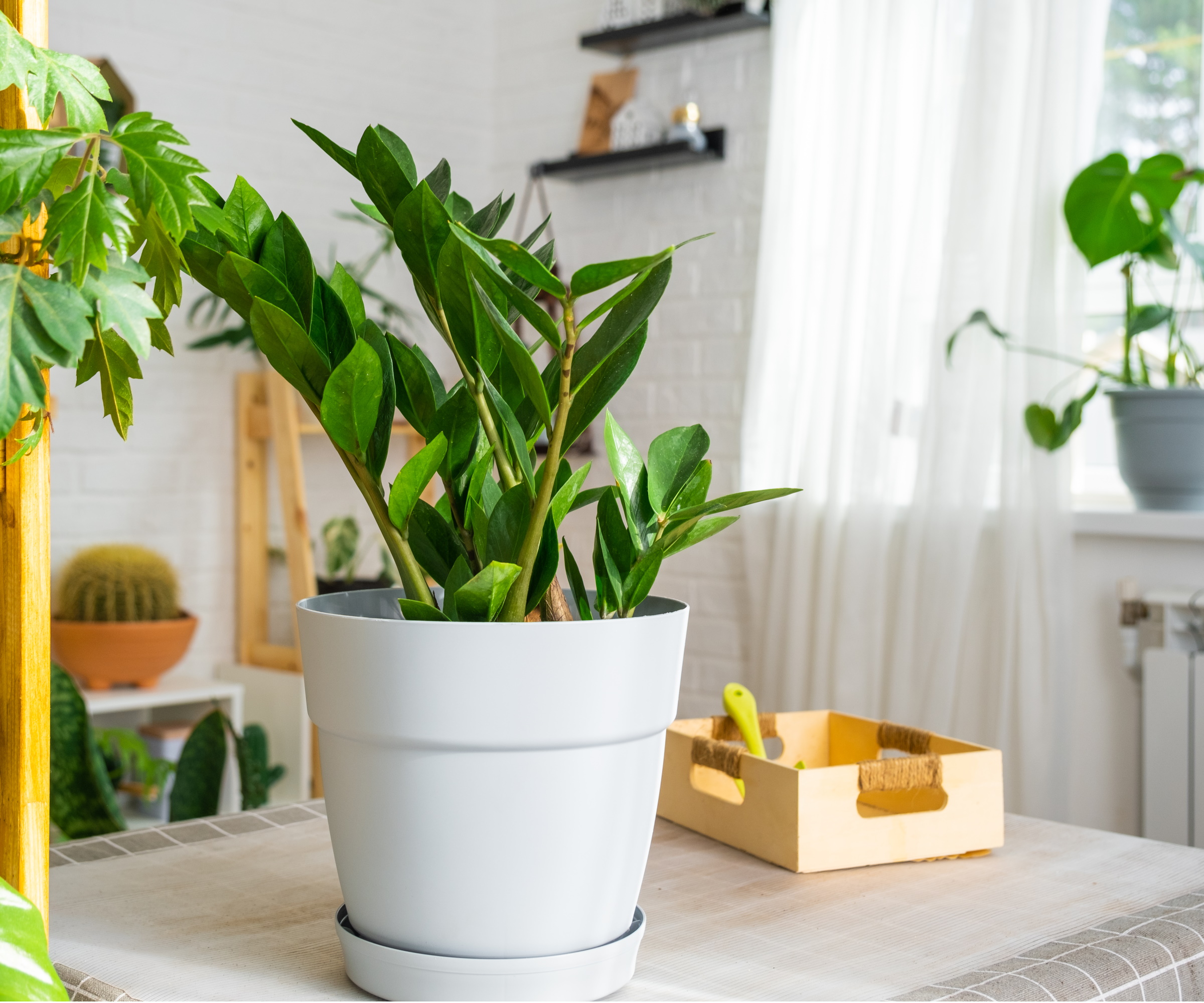 Why is my ZZ plant drooping? Experts reveal 3 common causes Homes and