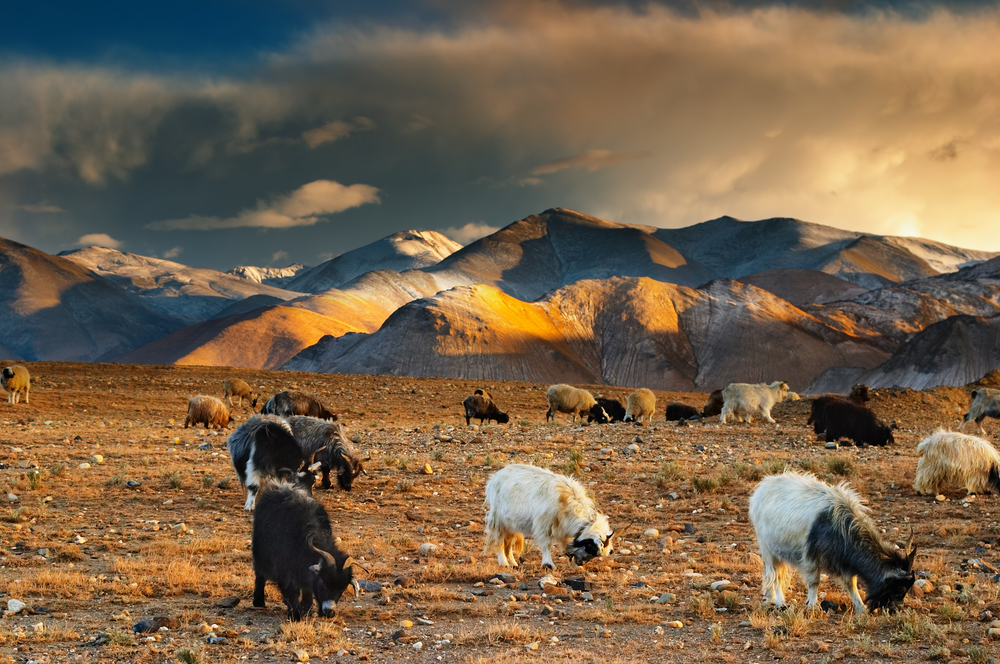 Tibetan landscape with grazing sheep and goats