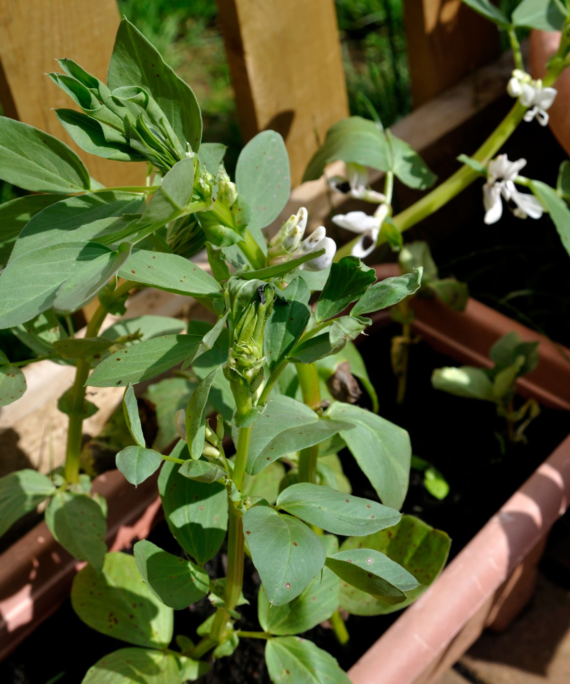 How to grow fava beans in containers tips for a good crop Homes