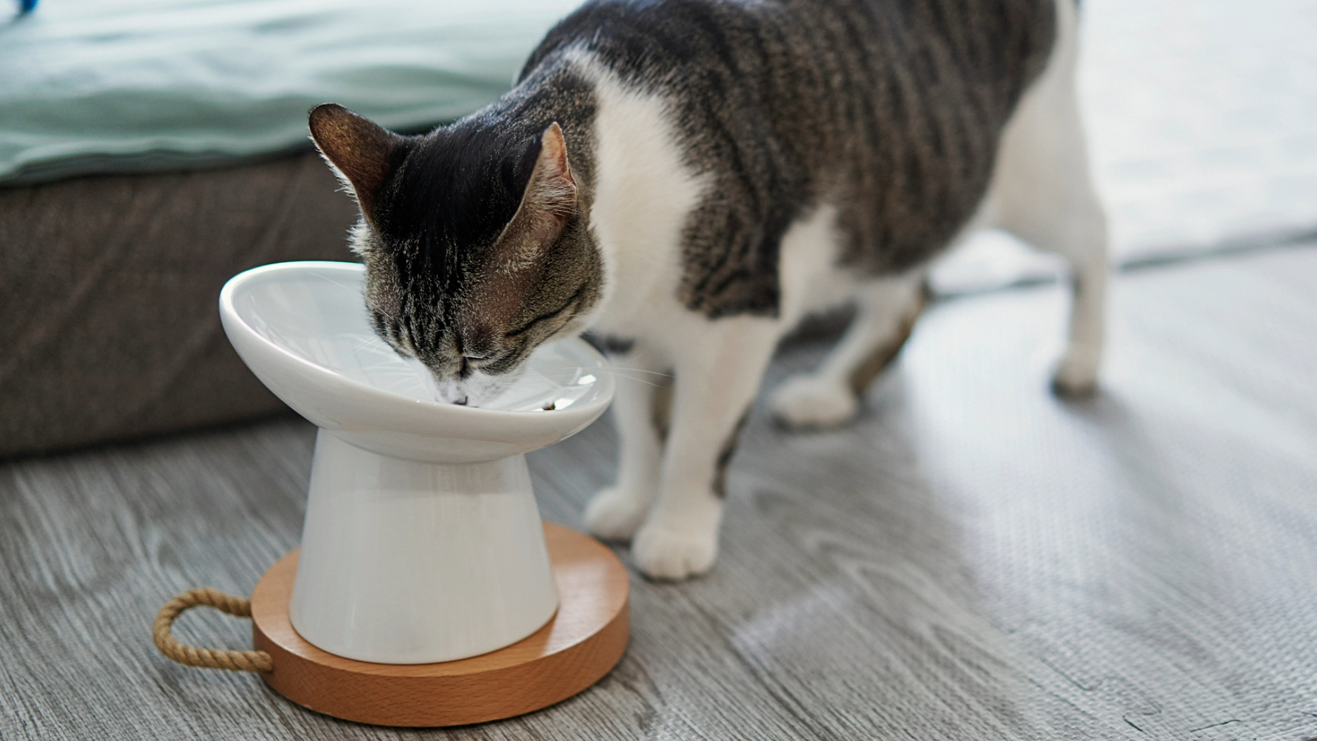 Should I elevate my cat’s food bowl? Here’s what a vet has to say