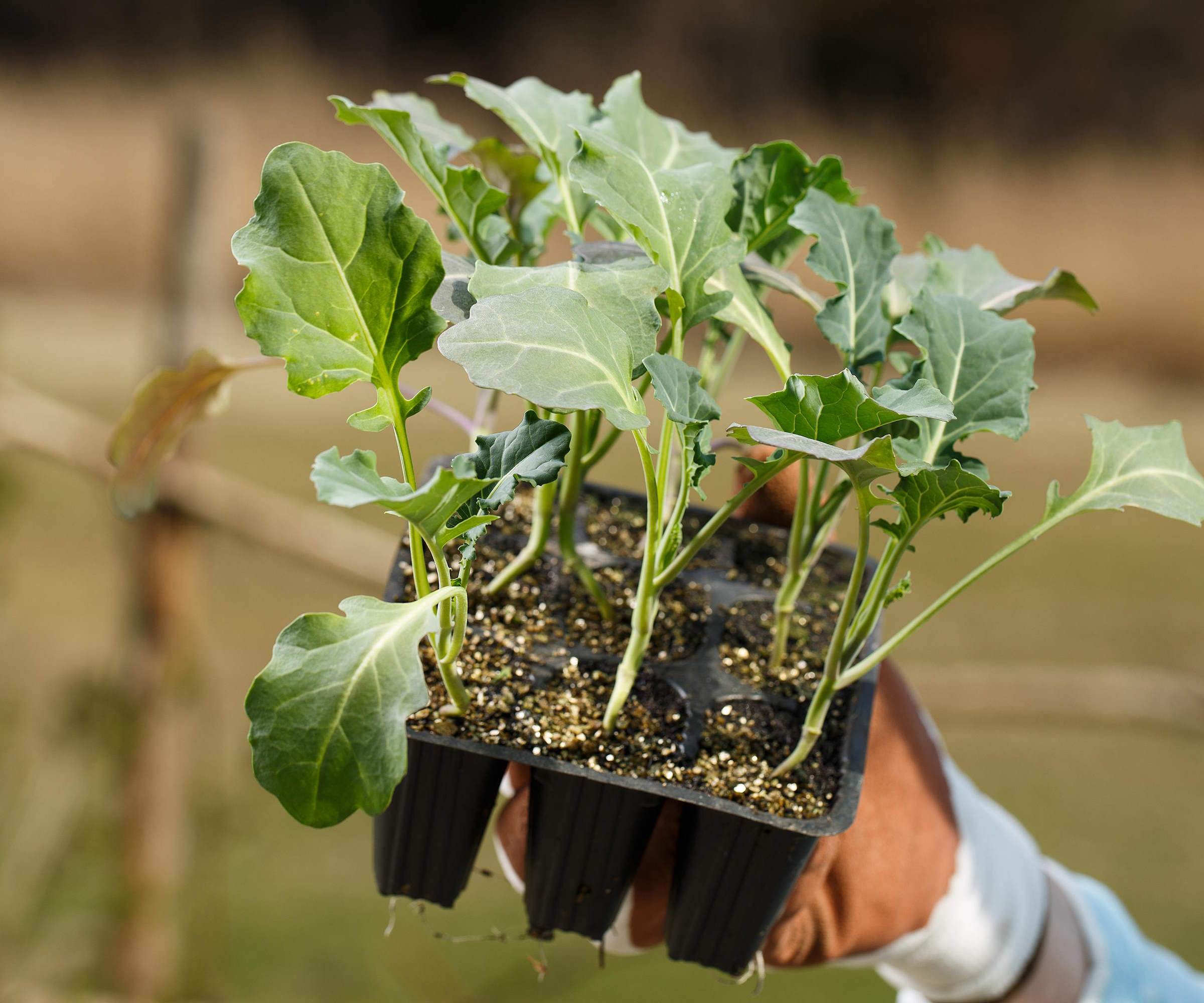 How to grow broccolini tips for bumper homegrown harvests Homes and