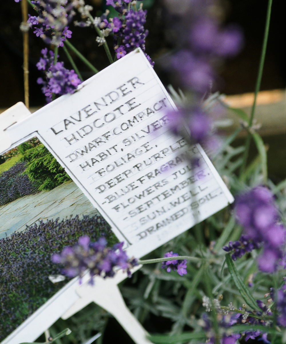 Why plants are the natural way to fix your sleep Plants to help you