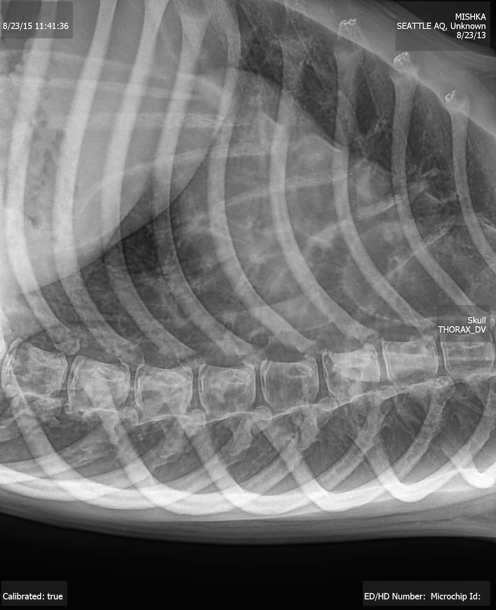 A radiograph of Mishka&rsquo;s lungs showed that she has asthma.