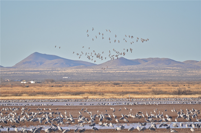 sandhill cranes, bird photos