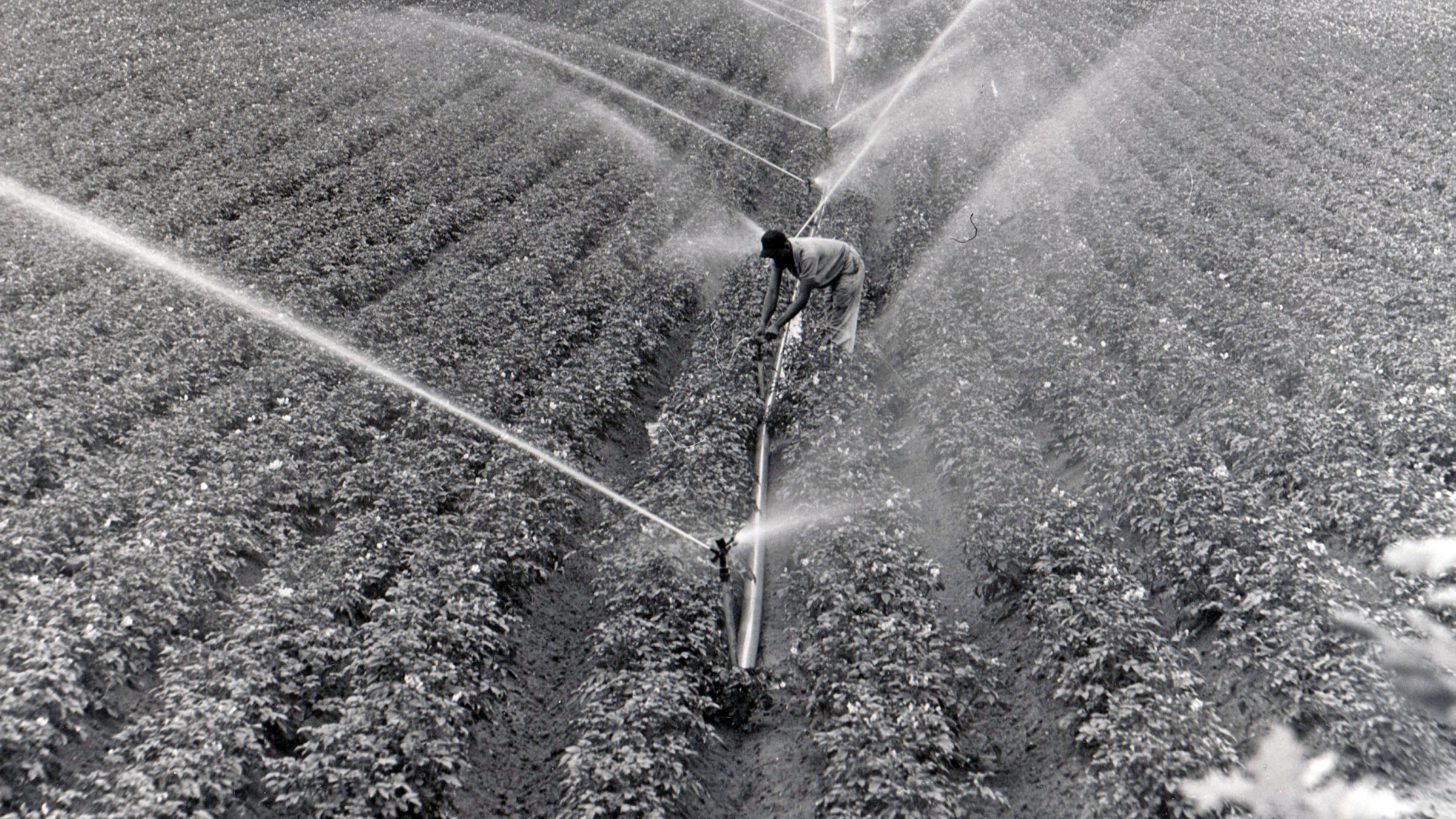 Sprinklers and a farmer in a crop field
