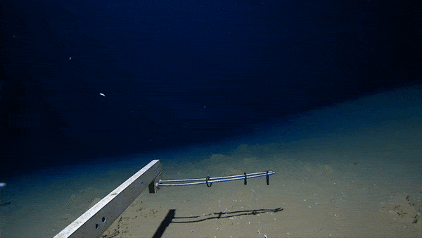 Footage of the deepest ever snailfish swimming.