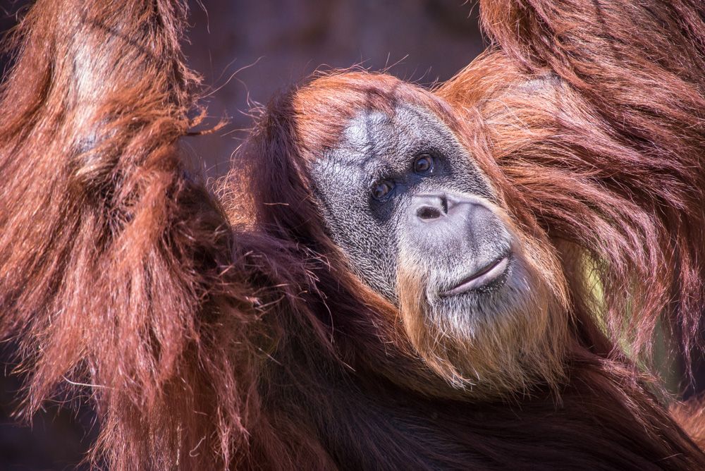 Inji uses her long arms to hang in her enclosure