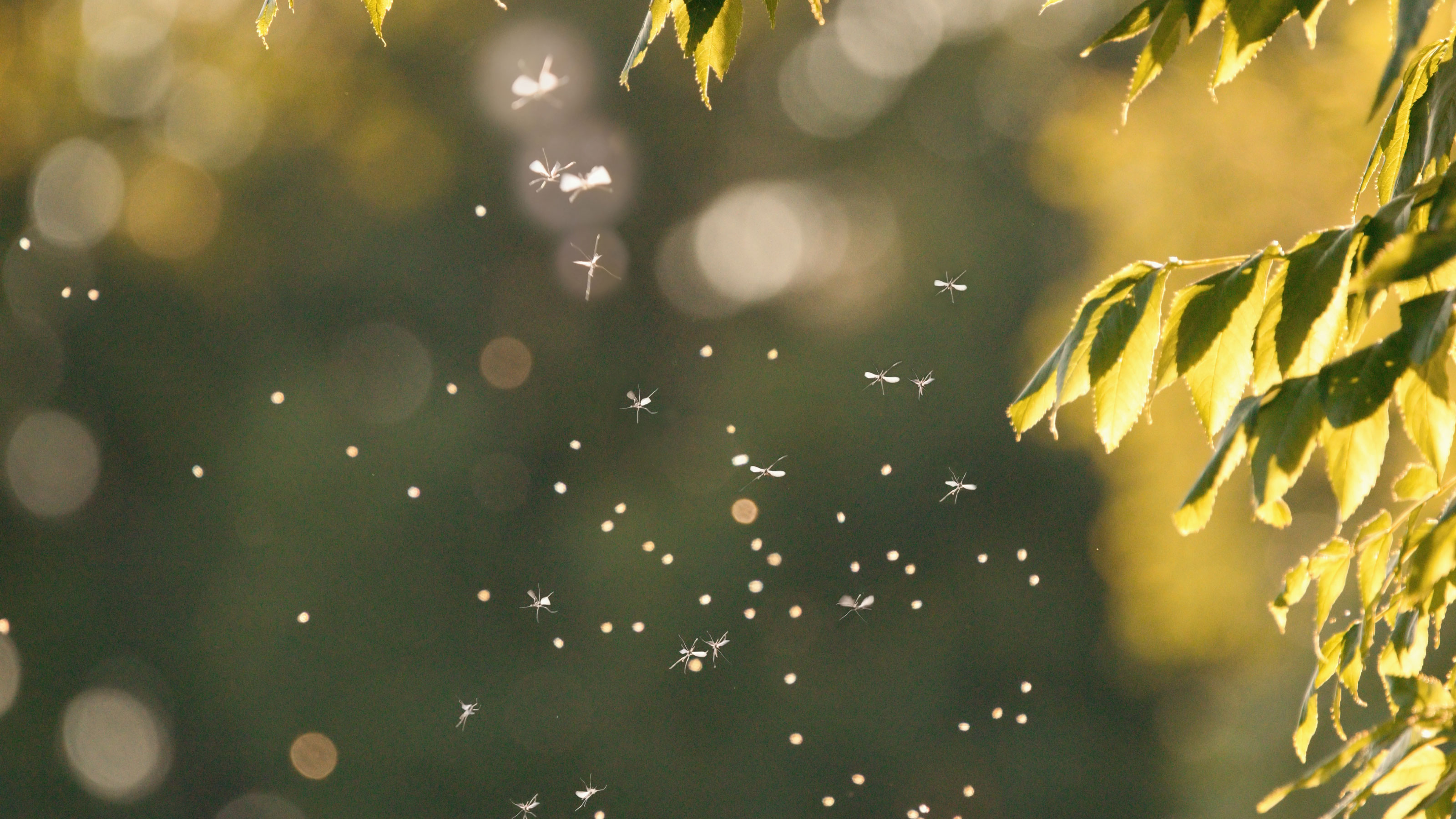 Does smoke keep mosquitoes away? Experts say yes but with exceptions