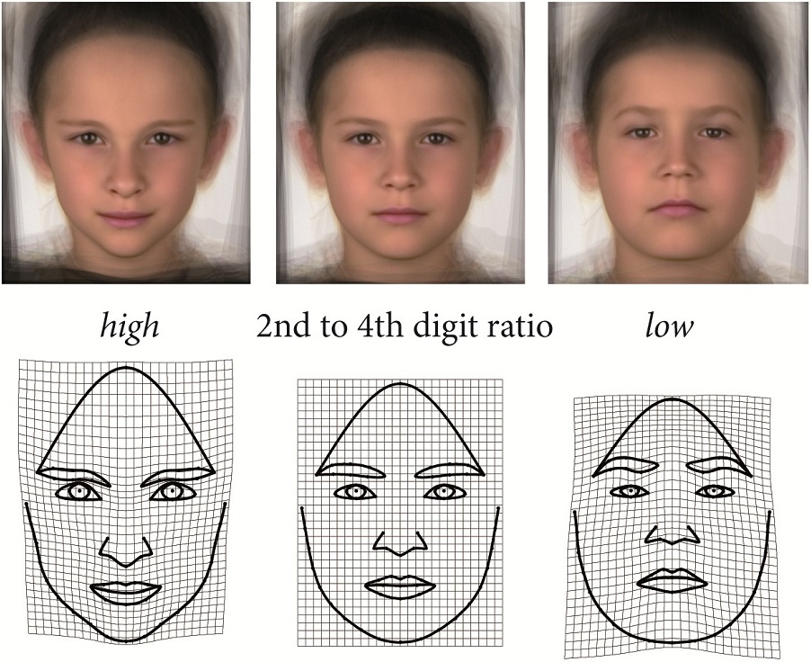Prepubescent boys with low digit ratio have smaller and shorter foreheads, thicker eyebrows, wider and shorter noses, and larger lower faces — all features of a characteristically masculine face.