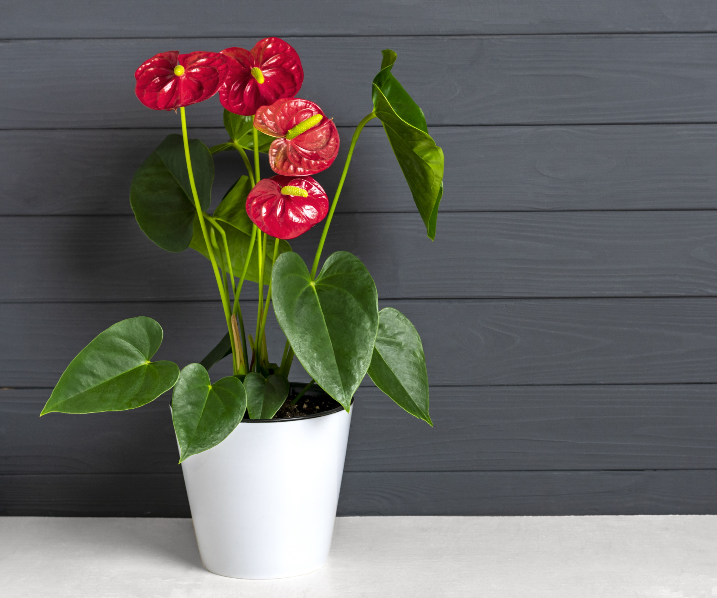 How to get an anthurium to bloom again follow our expert tips Homes