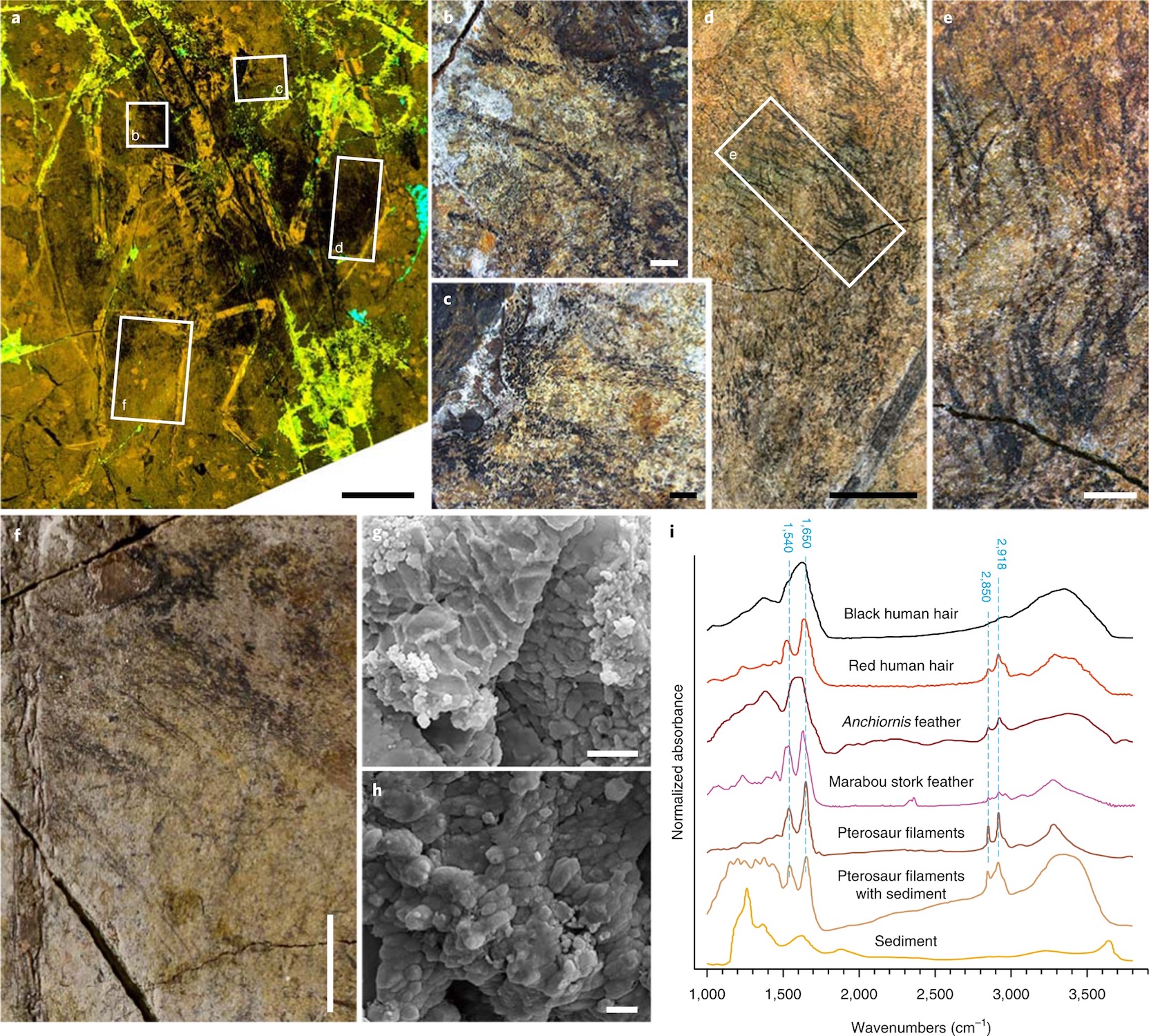 Notice how much feathery detail is preserved in these fossils. Researchers were even able to analyze the chemistry to determine that the feathers were likely a reddish brown color.