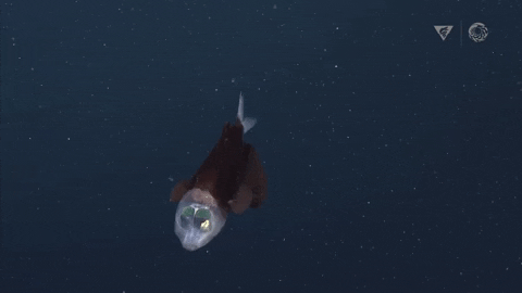 short video clip of the barreleye fish from far away