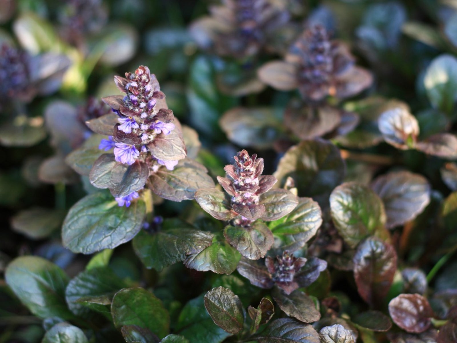 Carpetweed In Lawns Tips For Removing Carpetweed Plants Gardening