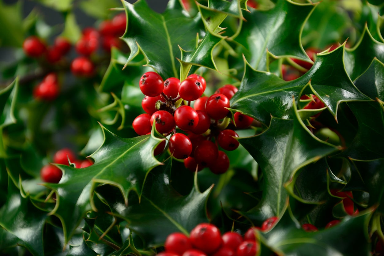 Holly Varieties What Are Some Different Types Of Hollies Gardening