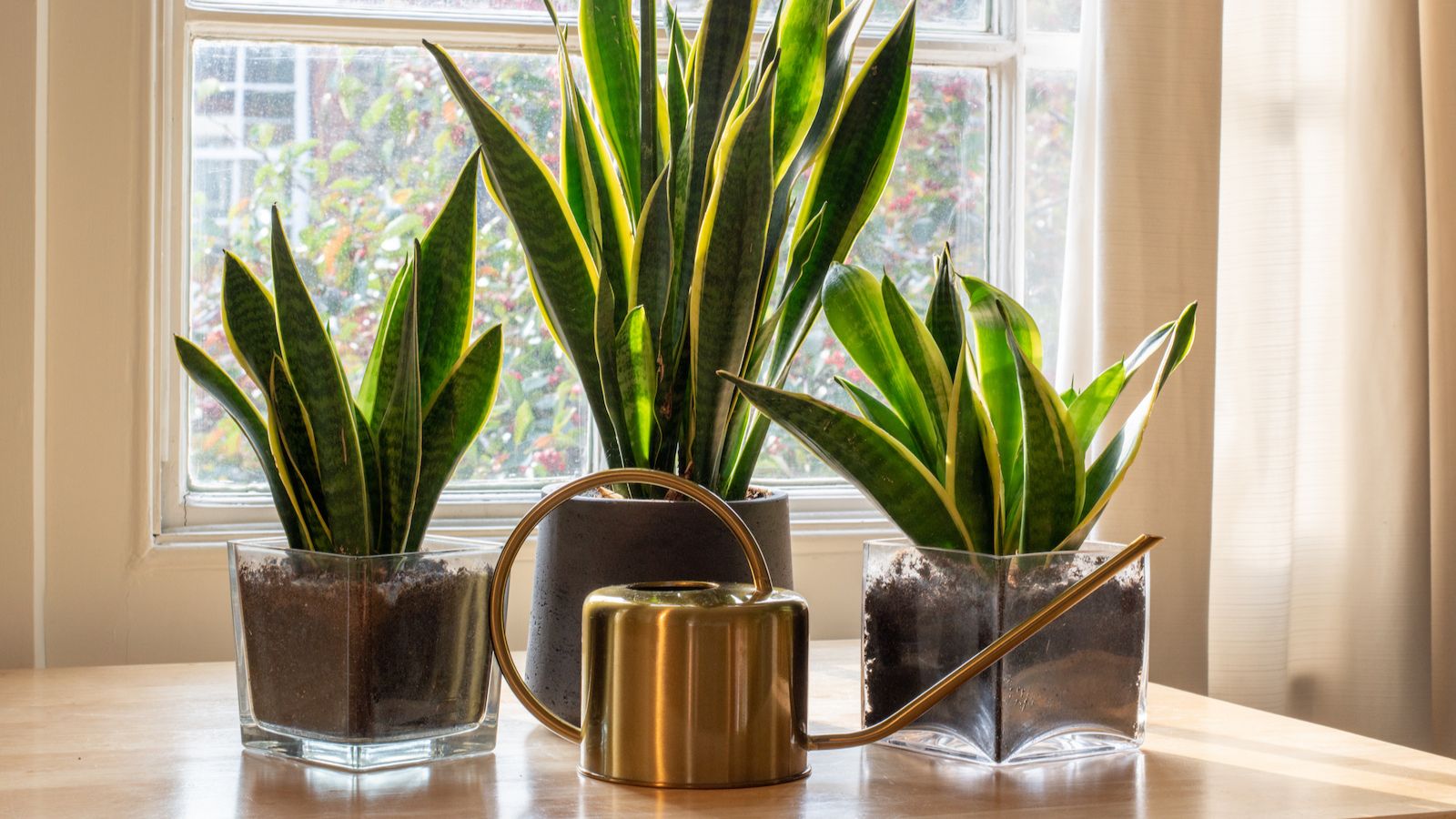 Are snake plants toxic to pets? Gardening experts weigh in Real Homes
