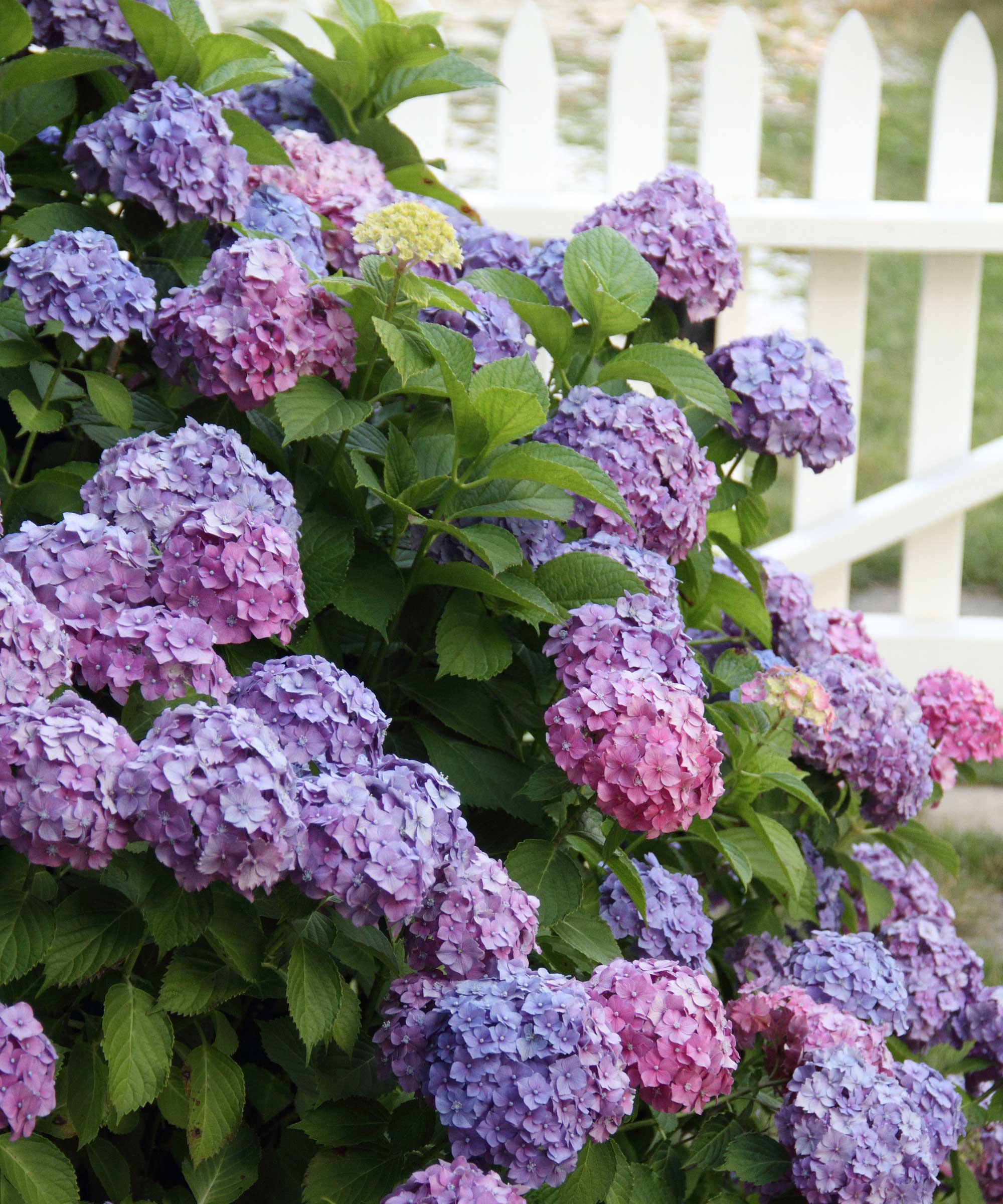 Hydrangea pruning mistakes 5 errors to avoid Homes and Gardens