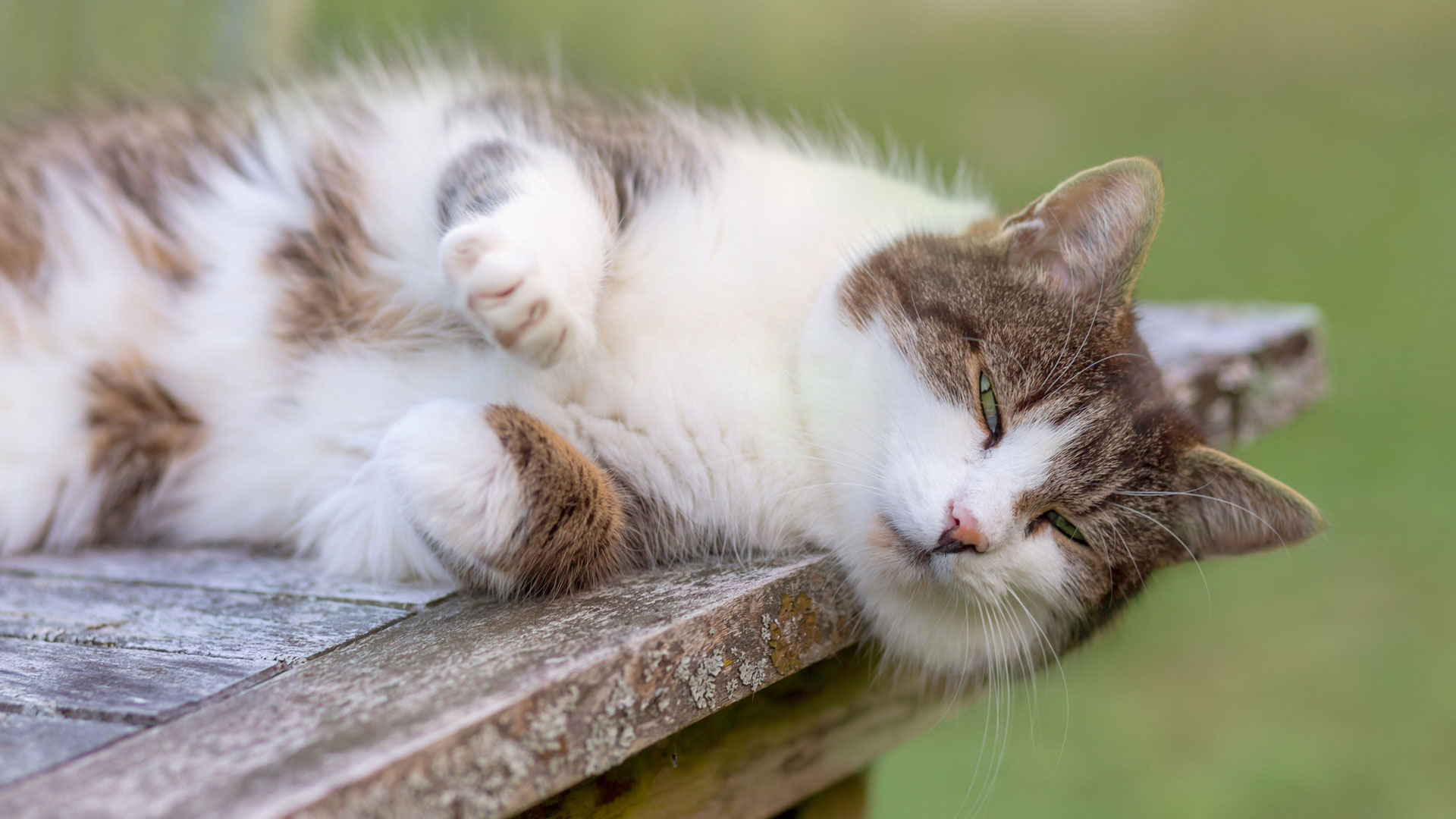 Why do cats blink? And does blinking slowly help with feline