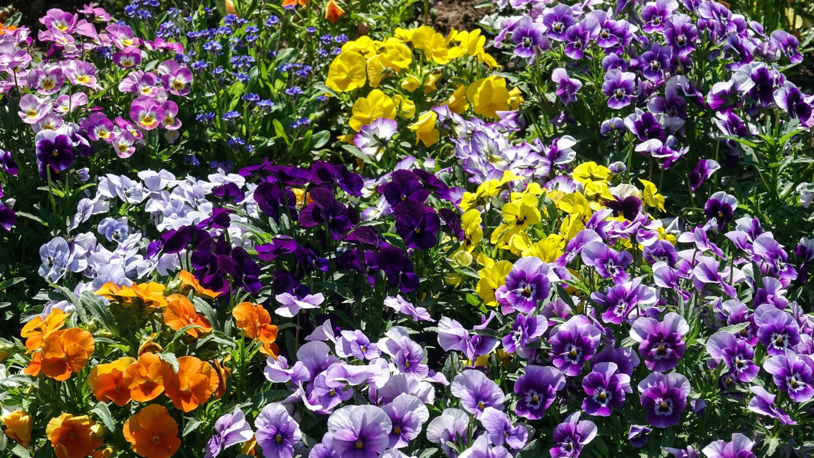 How to deadhead pansies for picture perfect containers Homes & Gardens