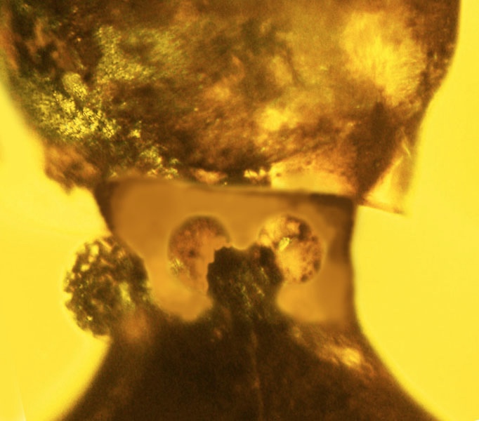 Neck glands found on the preserved insect may have released a substance to repel predators.
