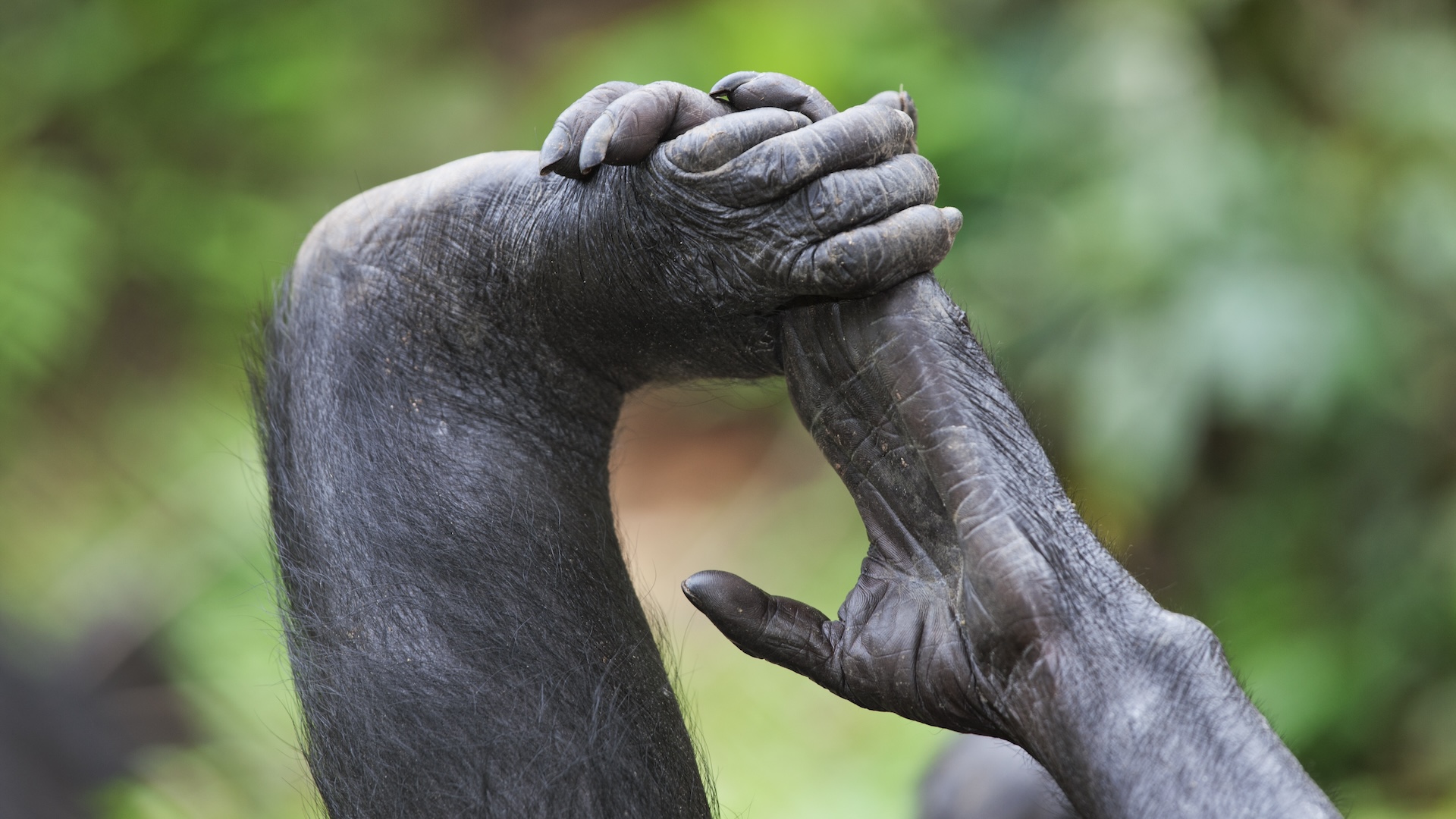 a close-up of a bonobo&rsquo;s hands
