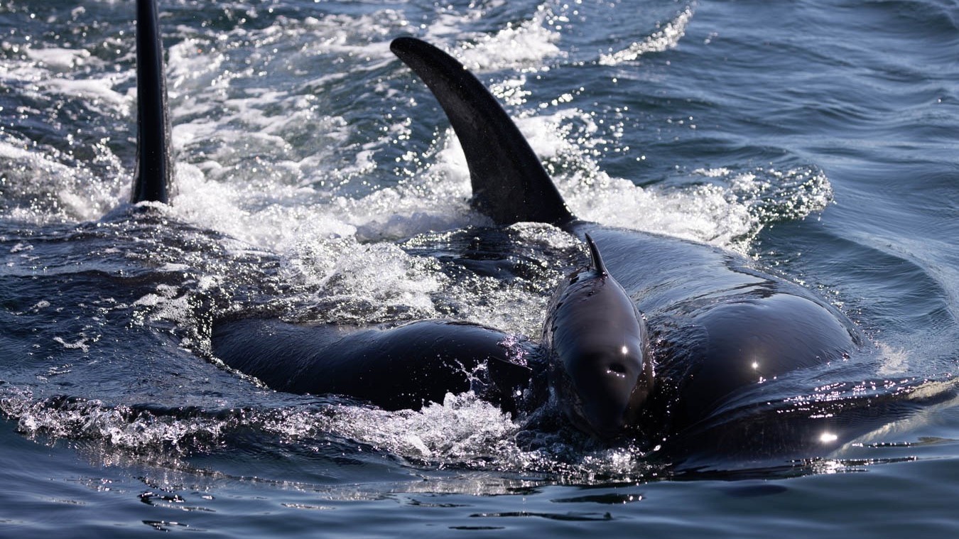 Two orcas hold a porpoise between them above the water.
