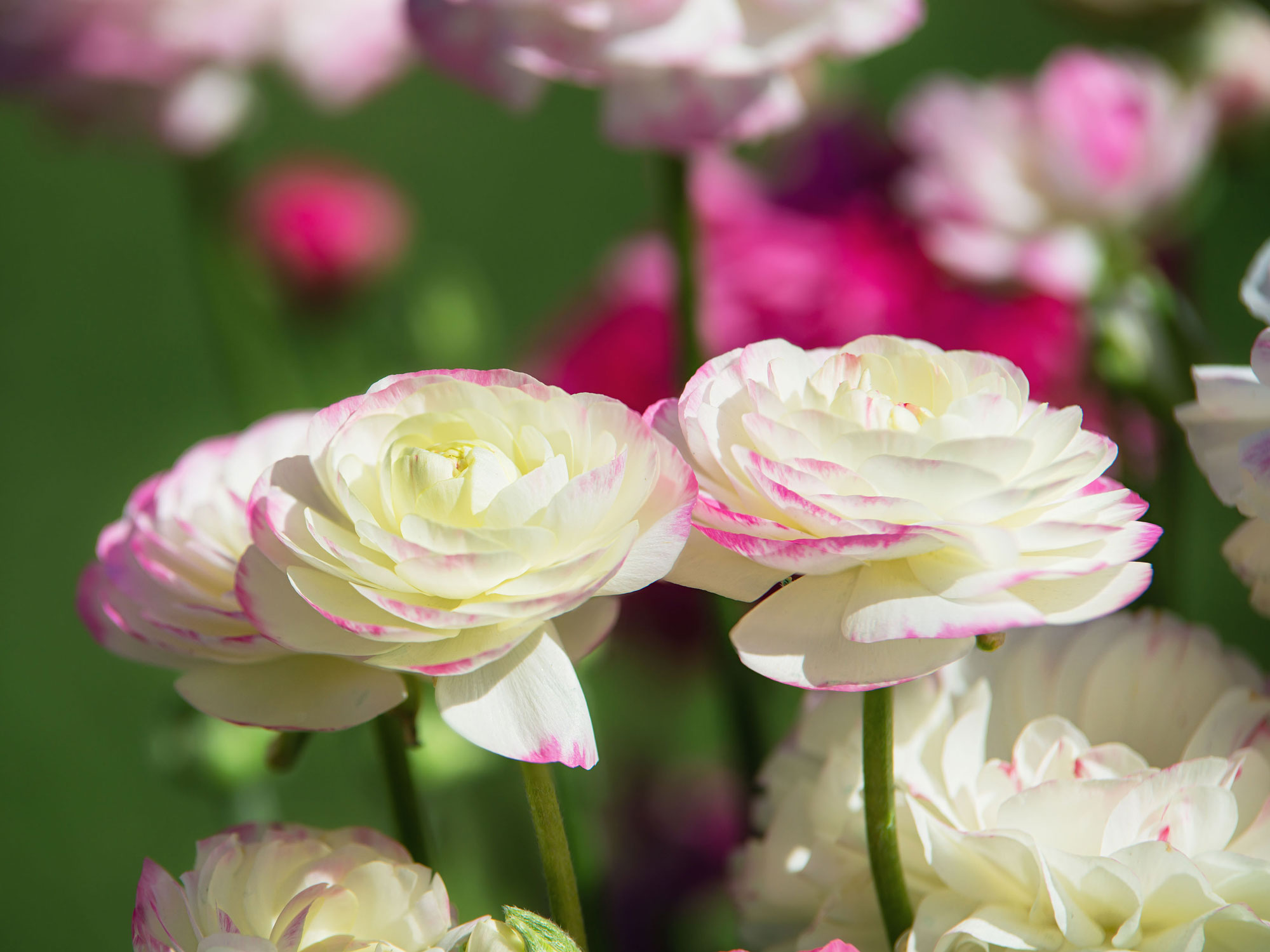 The 7 Best Spring Bulbs for Cut Flowers —"You'll Fill…