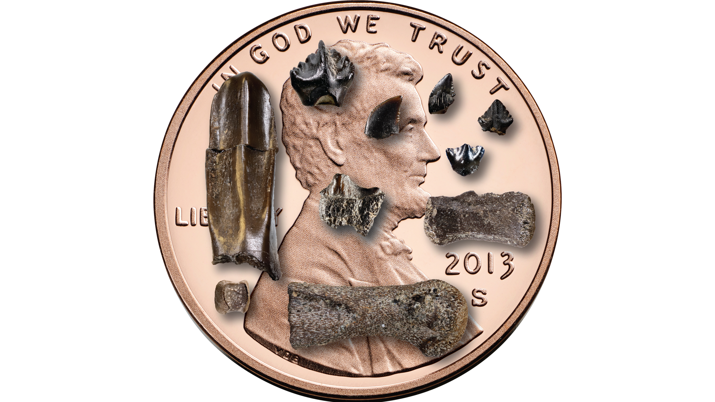 This photo shows baby dinosaur bones and teeth from the Prince Creek Formation on a 19-millimeter wide penny.