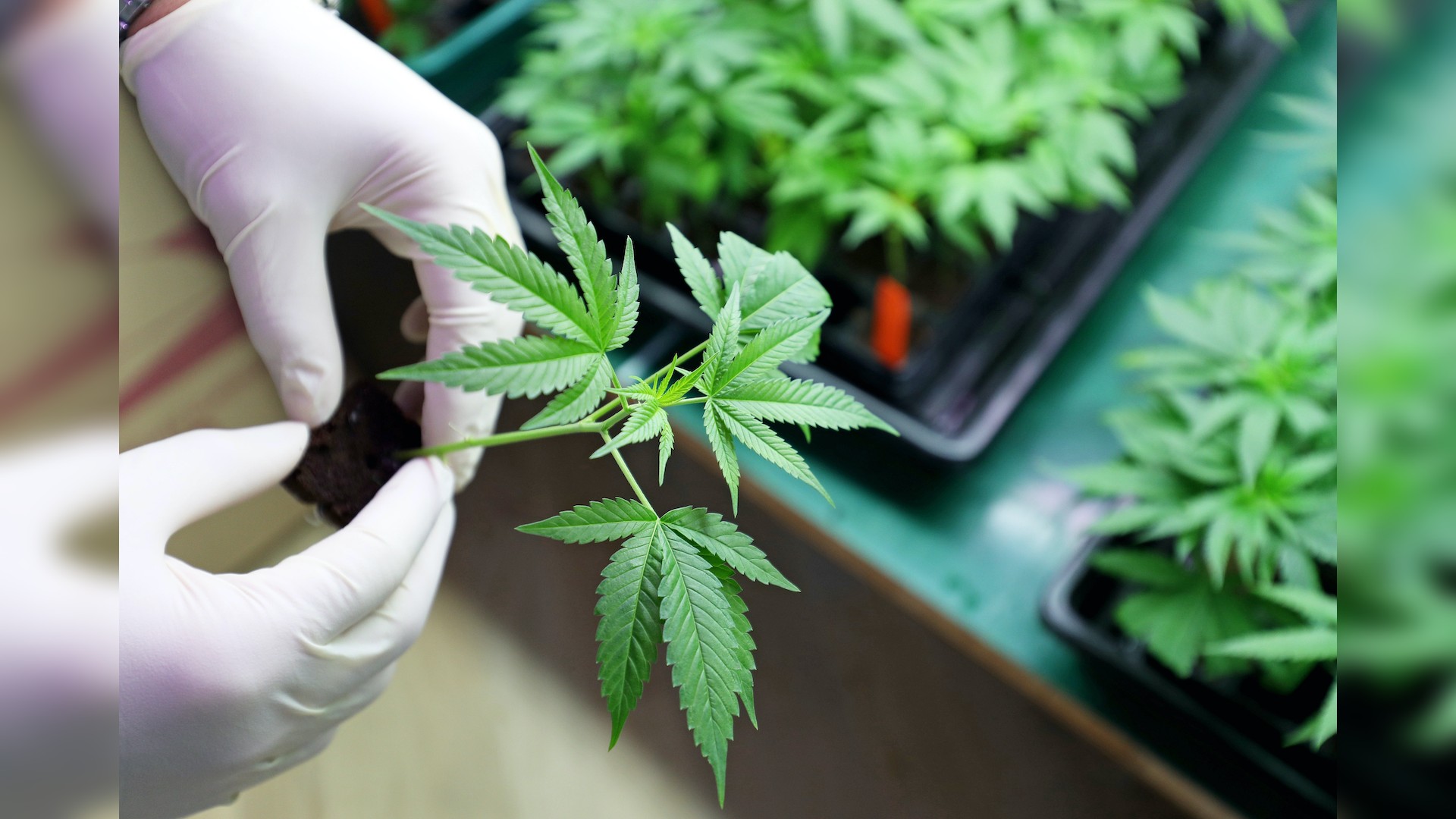 Many people use cannabis to manage pain.