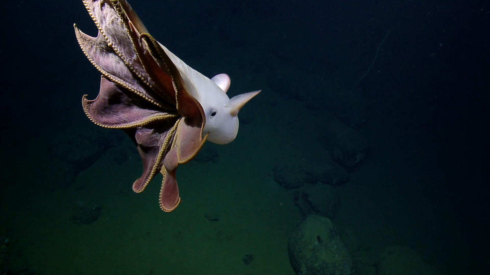 Nautilus mission, Grimpoteuthis octopus