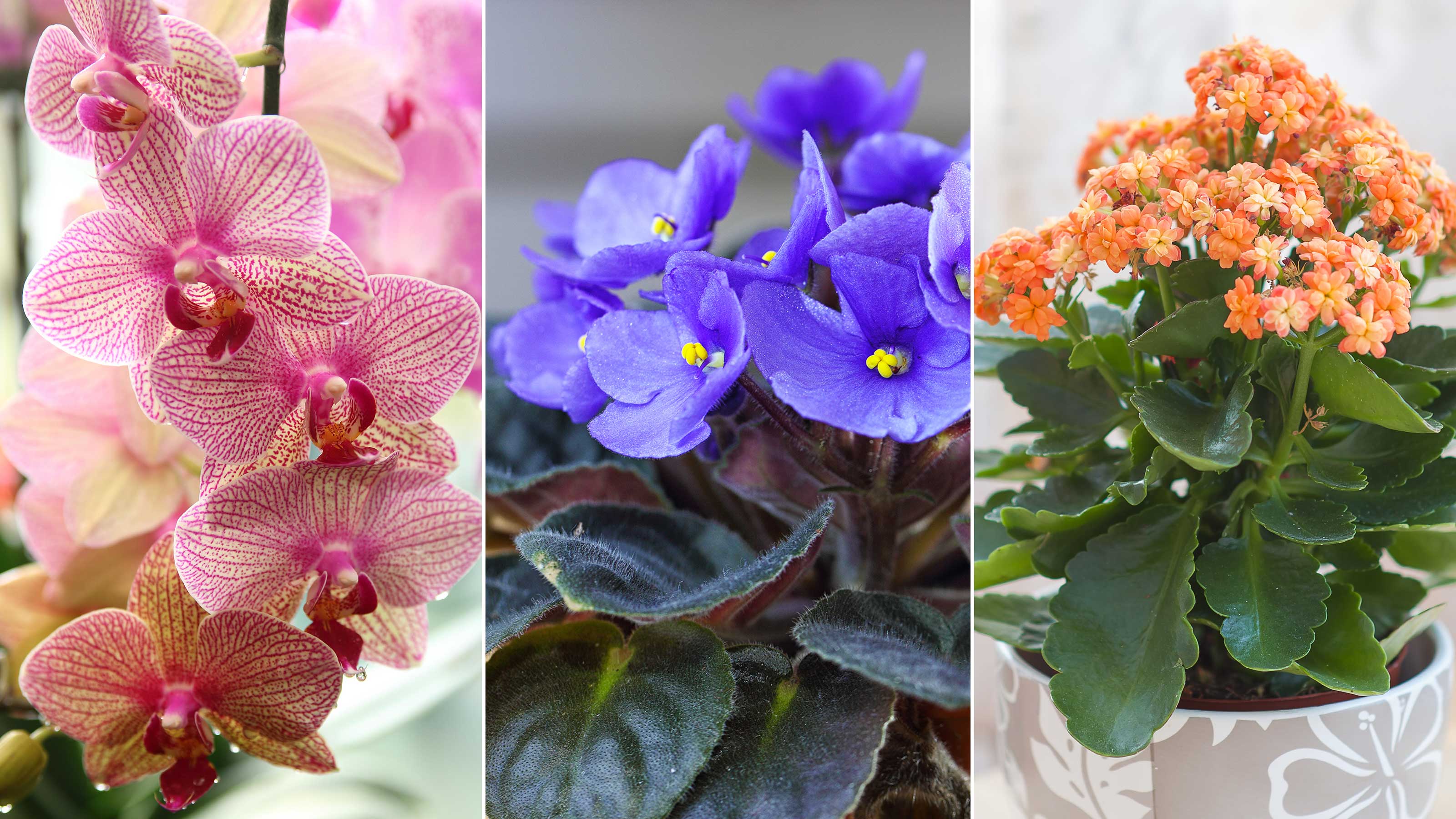 The 10 best indoor flowering houseplants to bring…