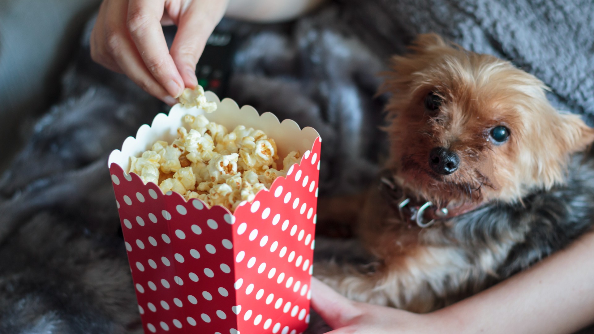 Can dogs eat popcorn? Dietary advice and feeding tips PetsRadar