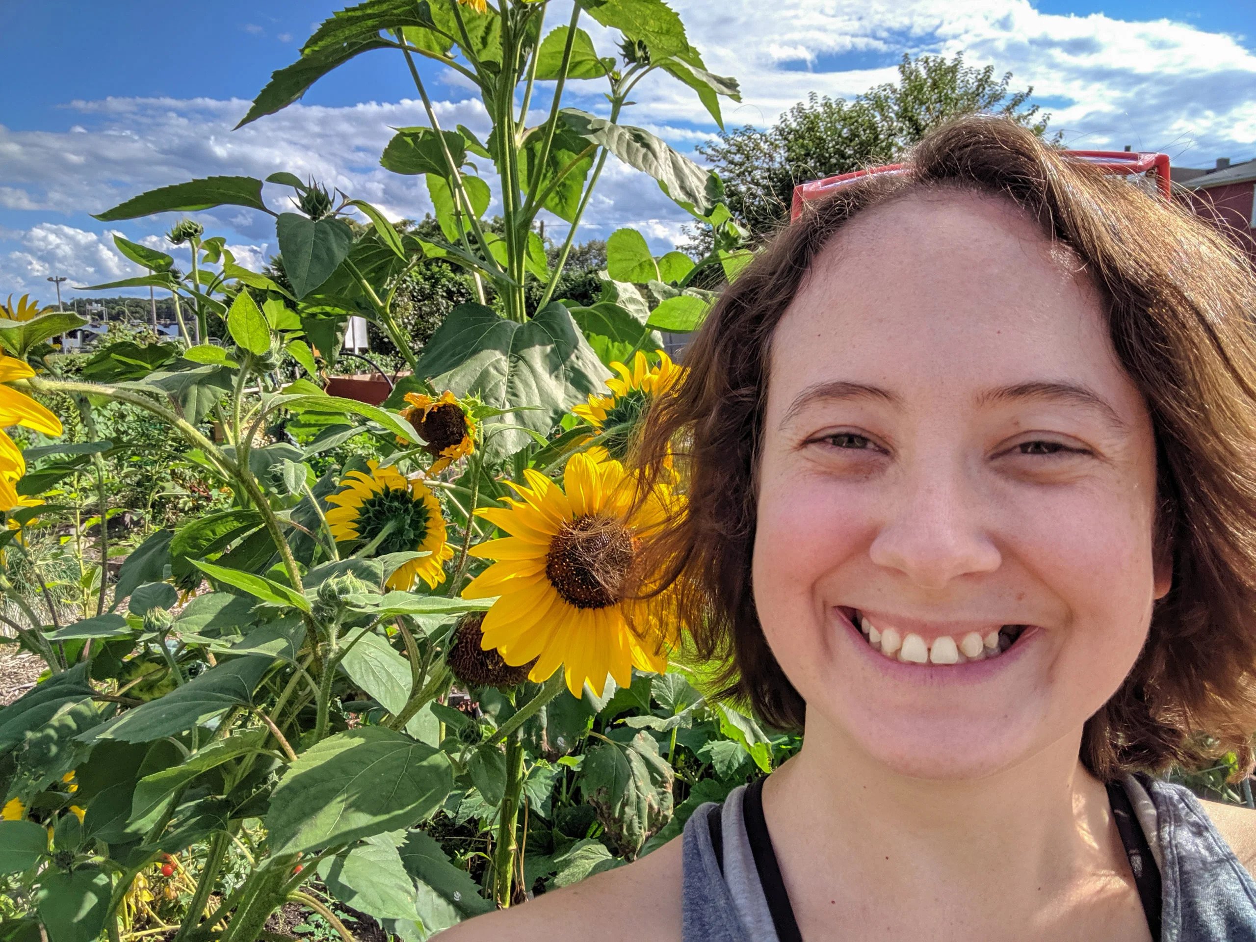Zone 4 Grape Selections Choosing Grapes For Zone 4 Gardens