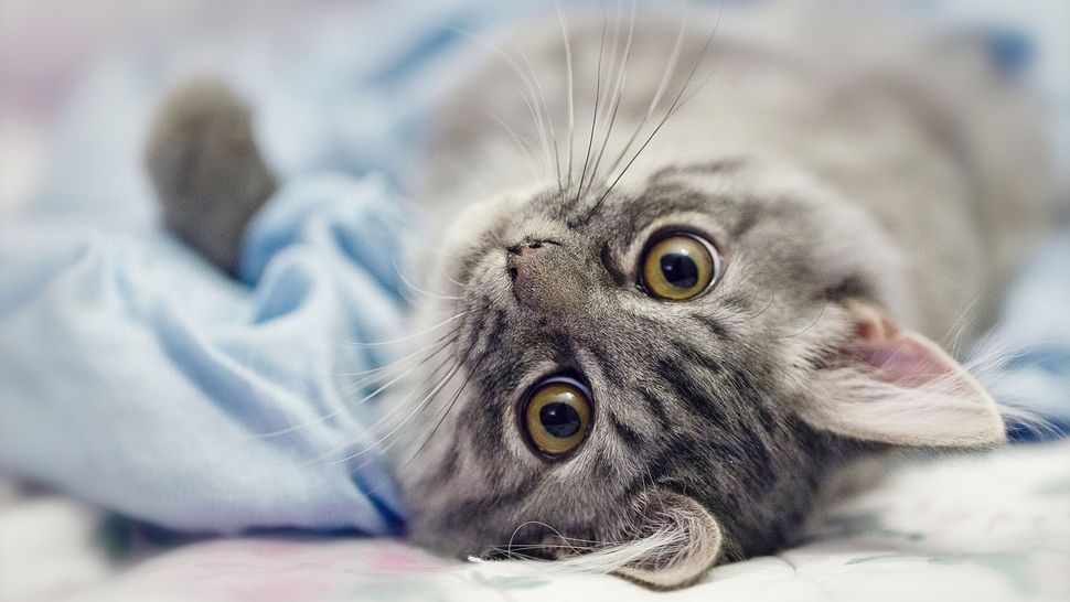 What is the FVRCP vaccine for cats Vet's guide to uses and side