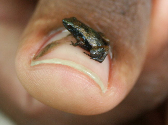 Gardiner&rsquo;s Seychelles frog