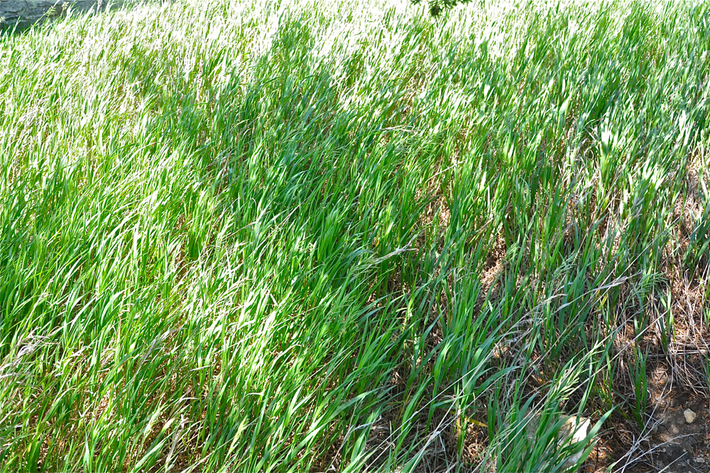 north american prairie, ecosystems