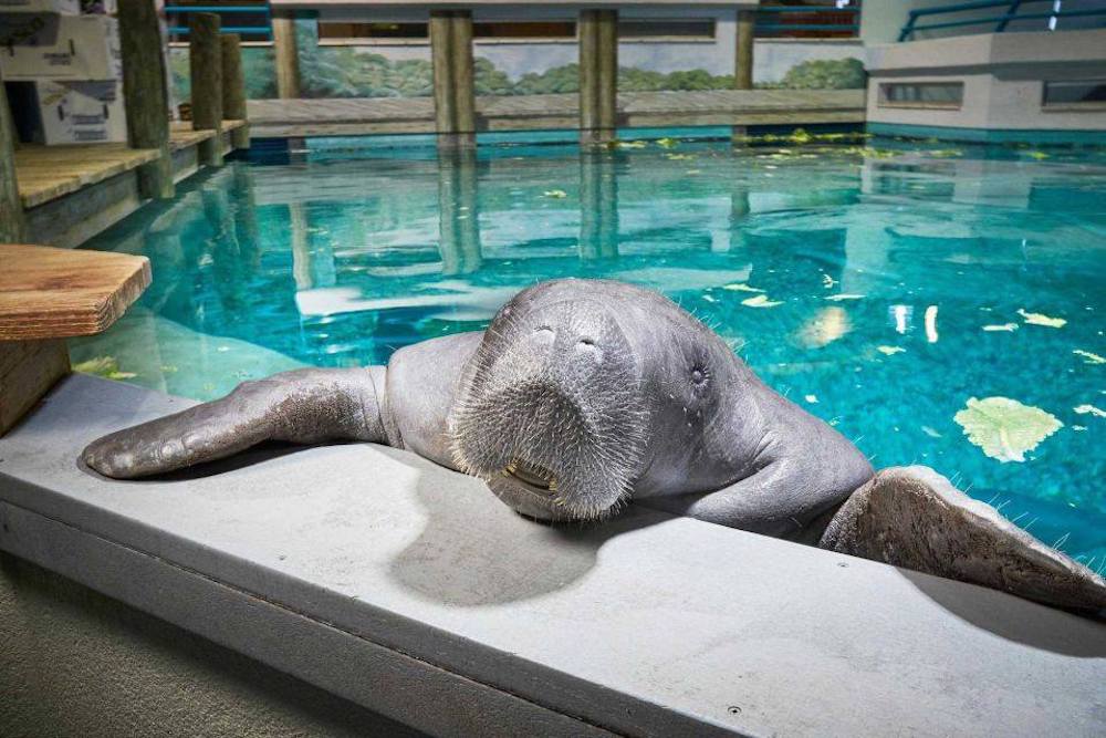 Snooty was certified by Guinness World Records as the world�s oldest manatee in captivity.