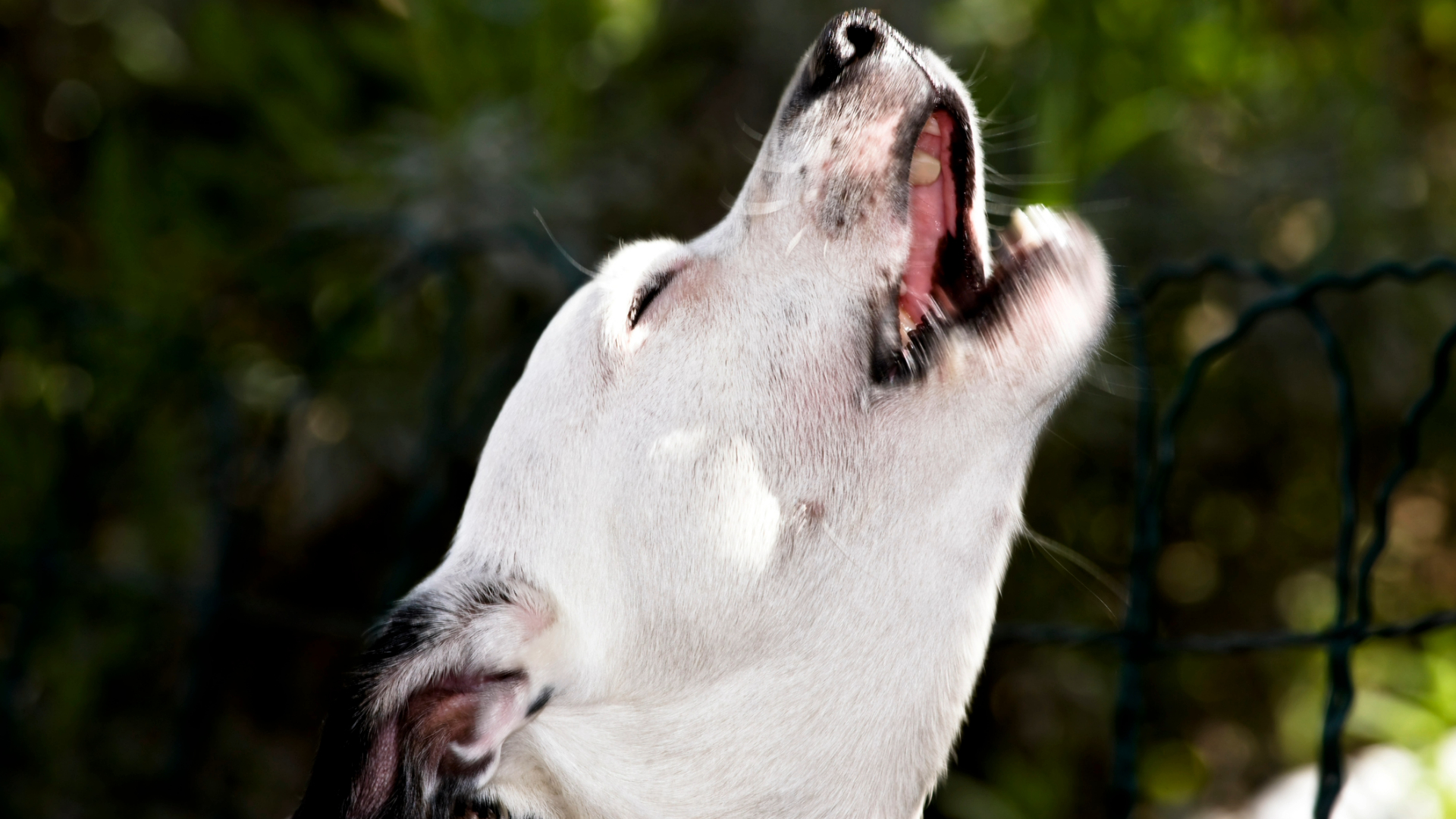 Why do dogs howl at sirens? I’m a behaviorist, here’s the answer