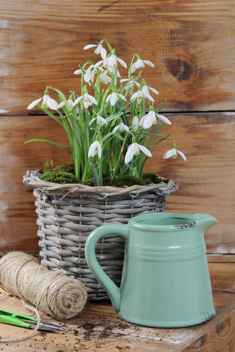 Best winter houseplants 21 plants to grow indoors in winter Homes