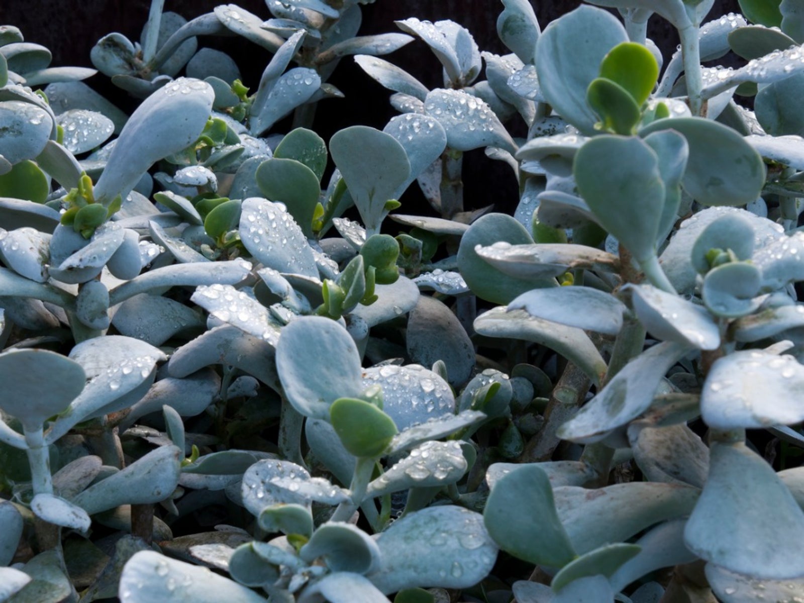 Cotyledon Pig's Ear Growing Tips And Information On Pig's Ear Plant
