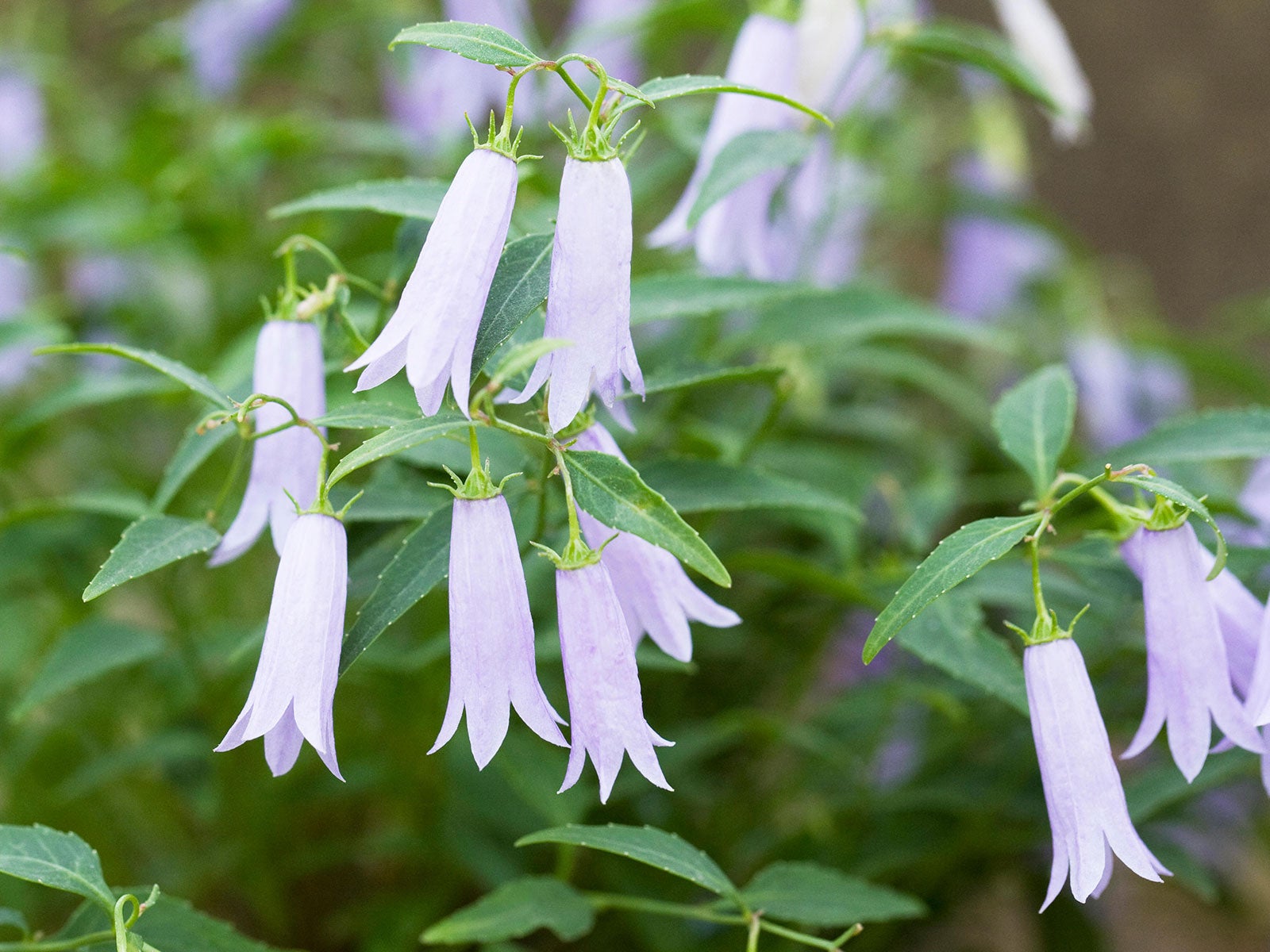 Bring On The Bellflowers Campanula Varieties For Every Garden