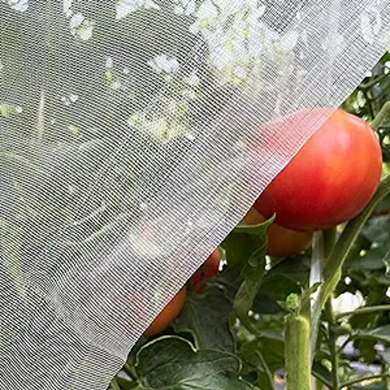 How to repel cicadas and keep your plants safe Homes & Gardens