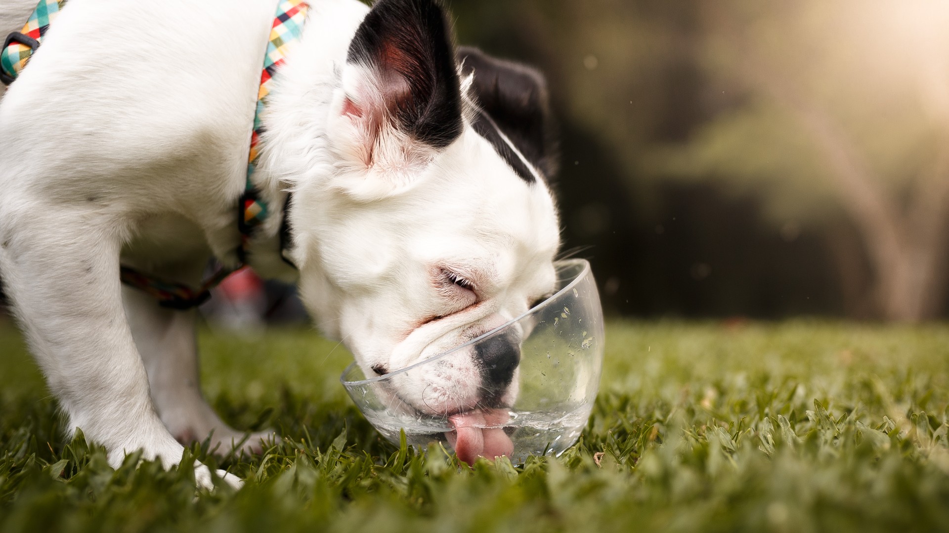 Why is my dog not drinking water? PetsRadar