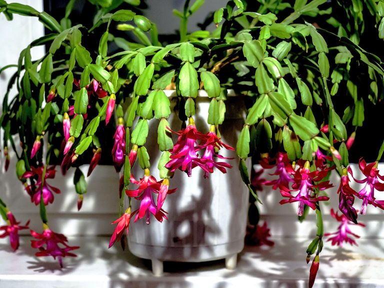Why is My Christmas Cactus Not Blooming? Livingetc