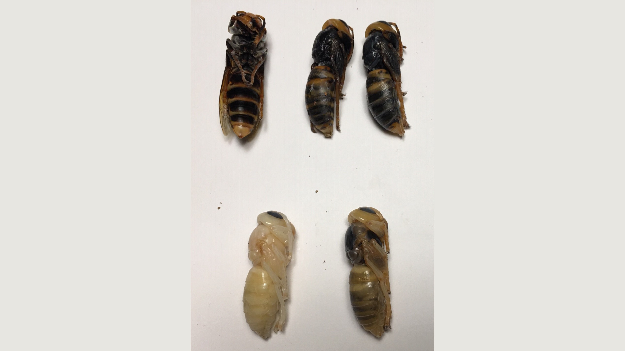 Inside the murder hornet nest in Washington State, scientists found pupae in various stages of development.