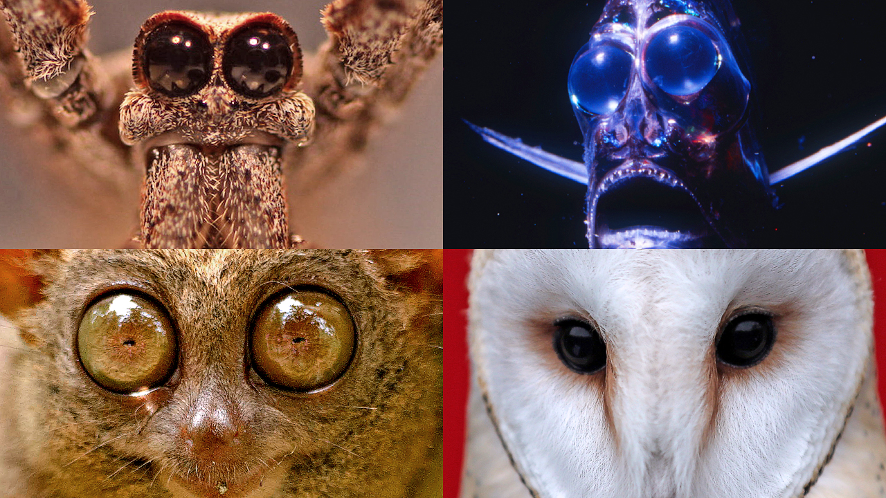 Creatures of the Night How ShadowDwelling Animals See in the Dark