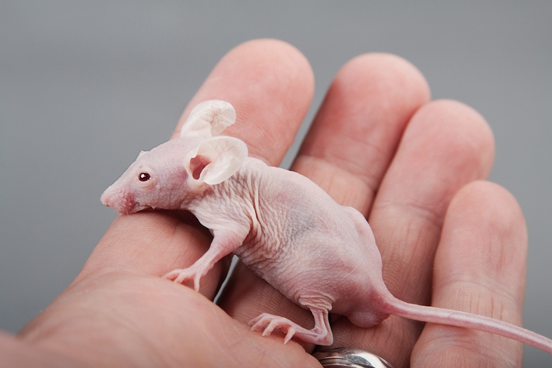 A hairless mouse in someone�s hand.