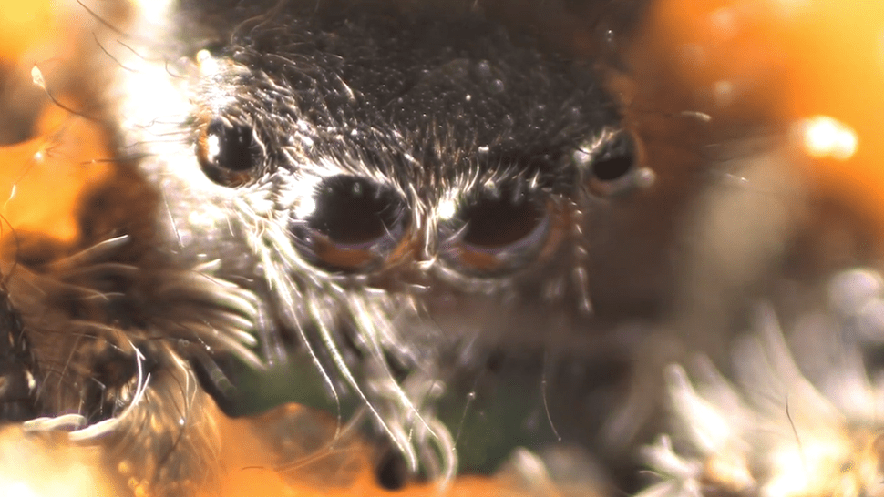 Spider Bites and Bee Stings Symptoms and Treatments Live Science